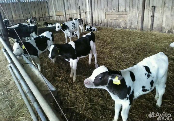 Бычки на откорм