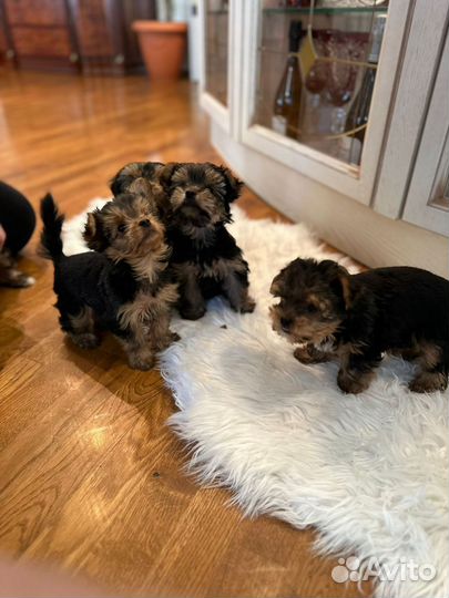 Йоркширский терьер щенки девочки