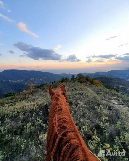 Конные прогулки