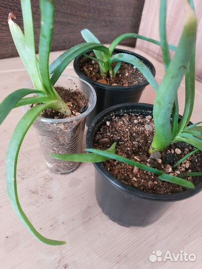 Алоэ индийский