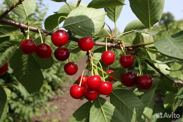 Вишня ягода свежая местная