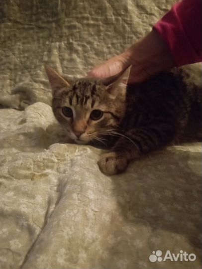 Котята