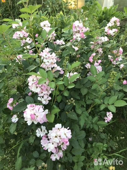 Роза китайская Крылья Ангела