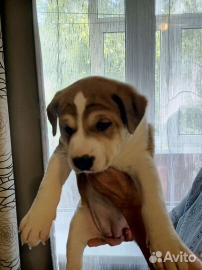 Собаки щенки