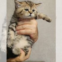 Шотландский прямоухий короткошёрстный котёнок