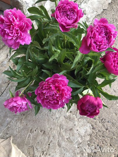 Пионы саженцы