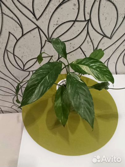 Спатифиллум Домино