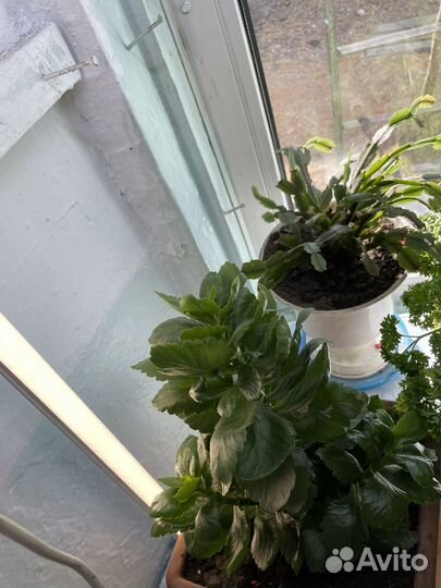 Комнатные растения цветы бесплатно