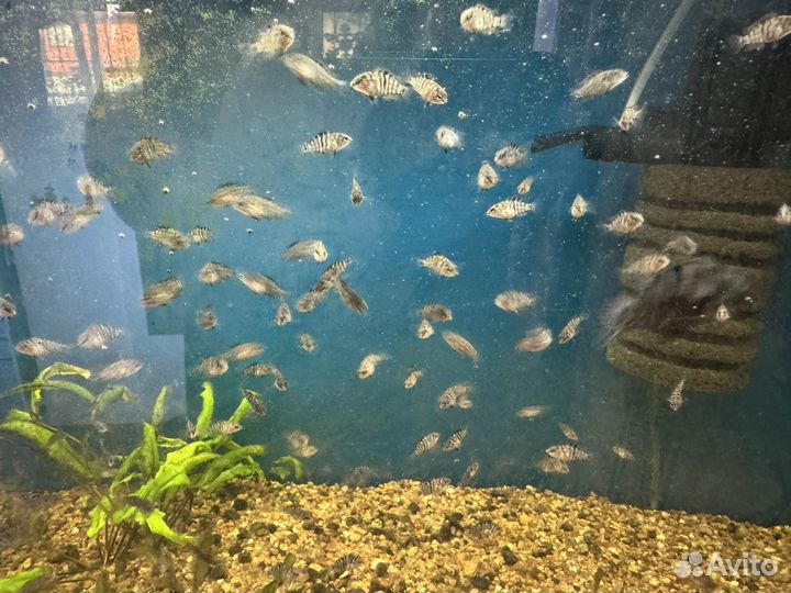 Цихлазома полосатая