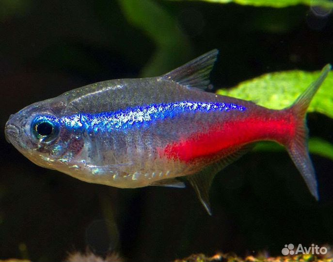 Тернеция, неоны, королевская тетра и др