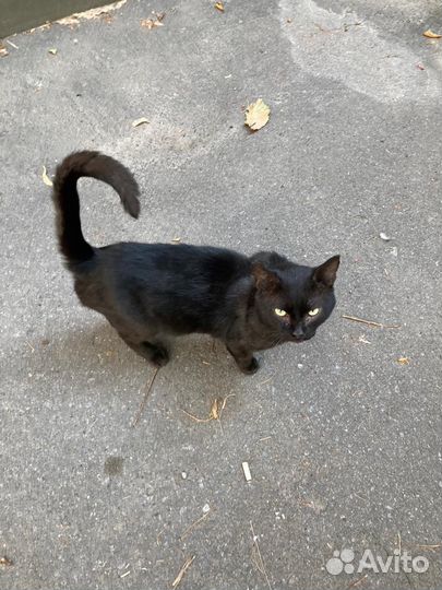 Черный кот