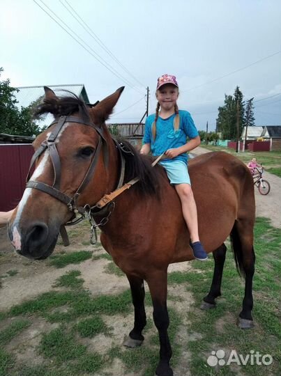 Продам кобылу