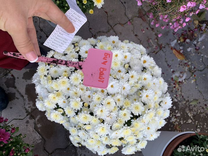 Хризантема черенки