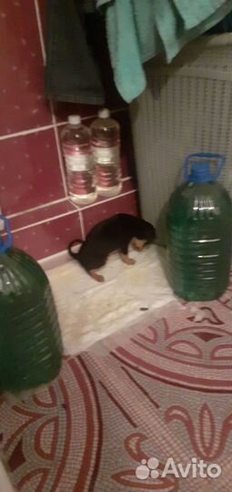 Щенки той-терьер