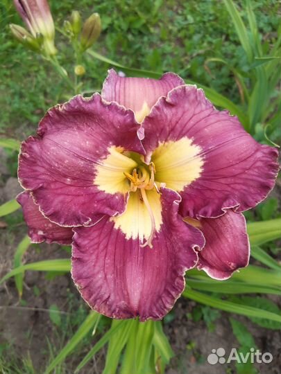 Сортовые лилейники