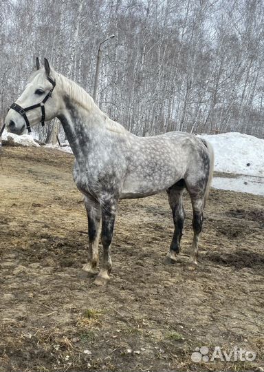 Жеребец орловский рысак на случку