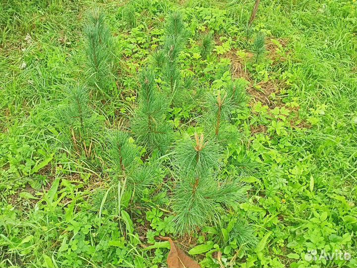 Саженцы сибирского кедра.Районированные
