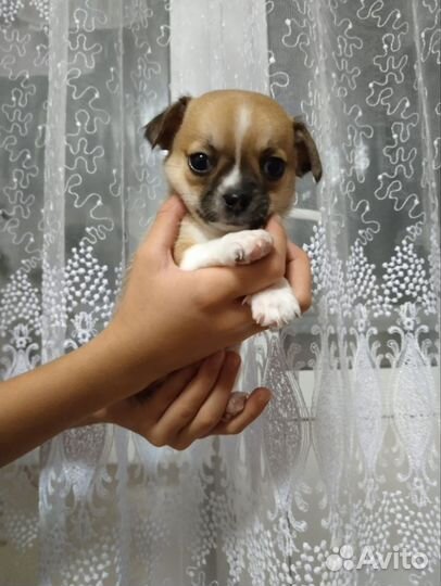 Чихуахуа мини