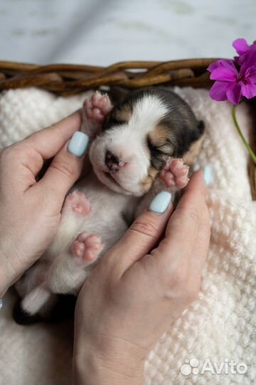 Щенки бигль