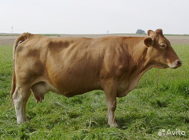 Коровы дойные молочные