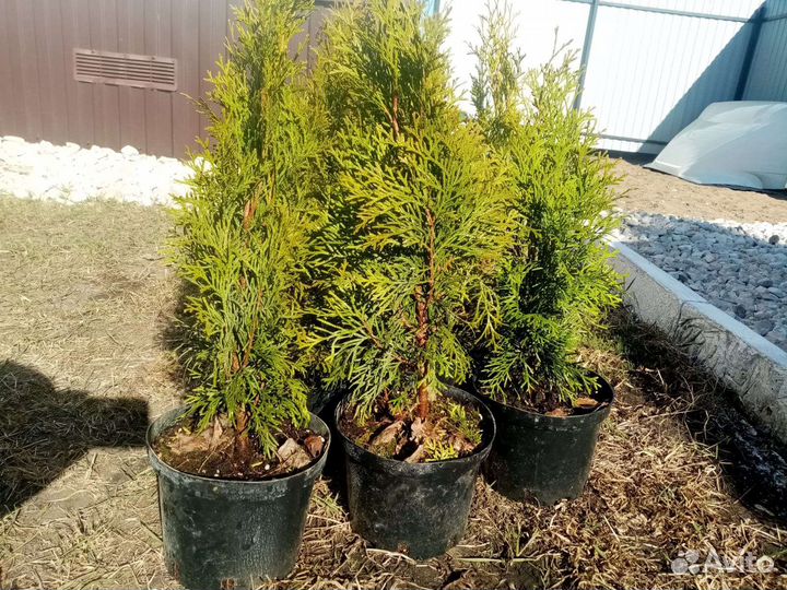 Туя Смарагд, Даника, Можжевельник скальный