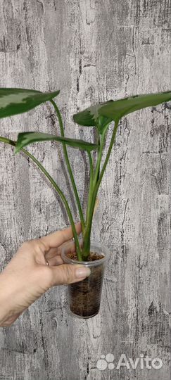 Аглаонема Паттая бьюти