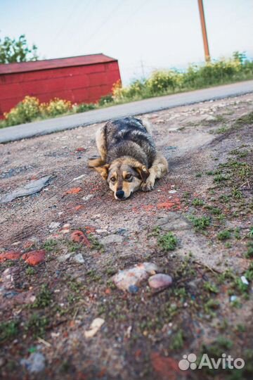 Собака в добрые руки