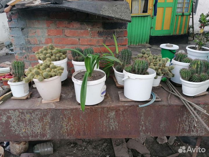 Кактусы, Пуасентия, алоэ, индийский лук