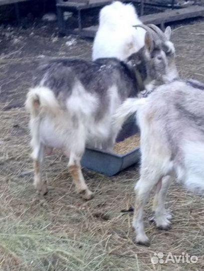Козочки дойные,маленькая козочка, молоко козье