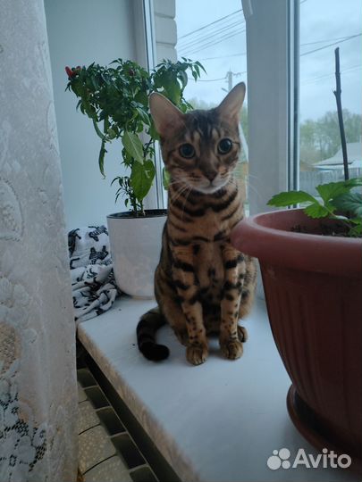 Котик ищет добрые руки