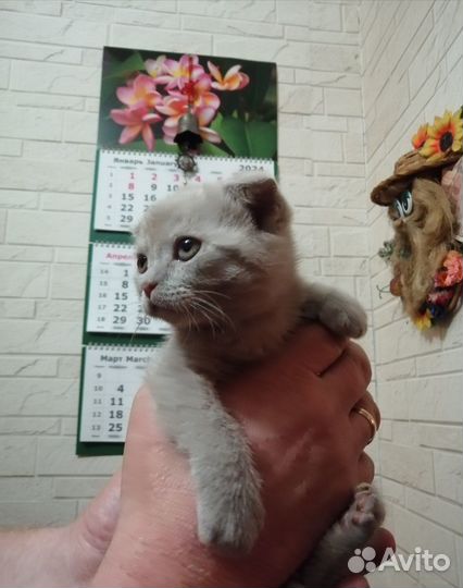 Шотландский котёнок