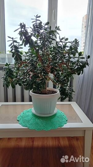 Домашние растения