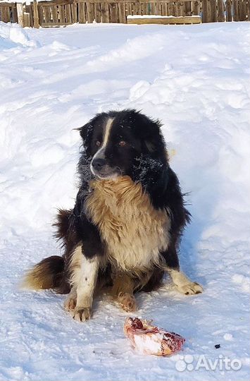 Собачка в добрые руки