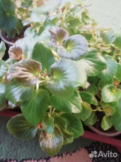 Бегония вечноцветущая махровая