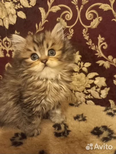 Британские котята