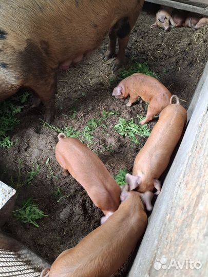Поросята