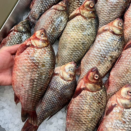 Карась/Щука/Сом/Лещ/Судак