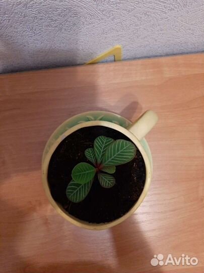 Молочай беложильчатый (эуфорбия)