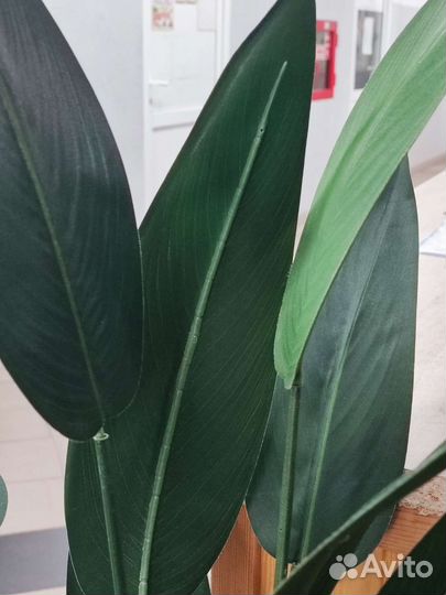 Искусственный фикус