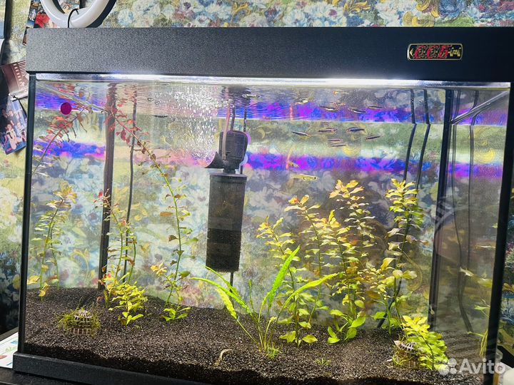 Аквариумные растения