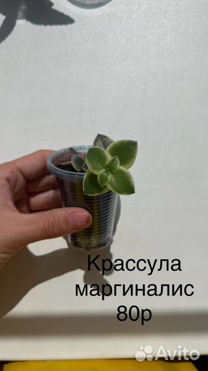 Комнатные растения цветы