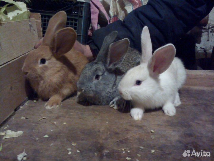 Кролики разных пород и возрастов
