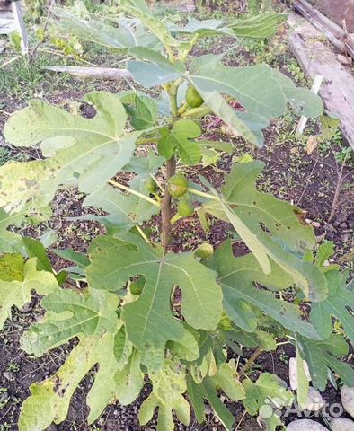 Саженцы инжира