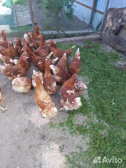 Куры несушки(молодки)