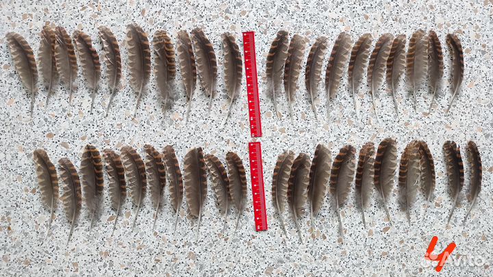 Вальшнеп перья