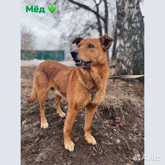 Собака в добрые руки бесплатно из приюта