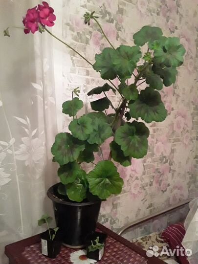 Пеларгония герань