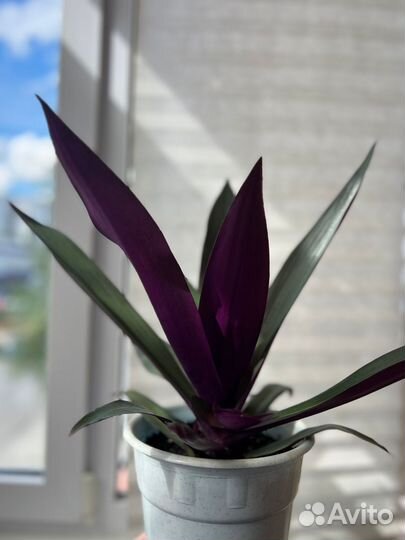 Традесканция рэо