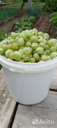 Крыжовник ягоды, смородина