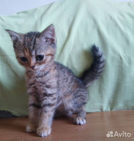 Очаровательное создание в поисках семьи